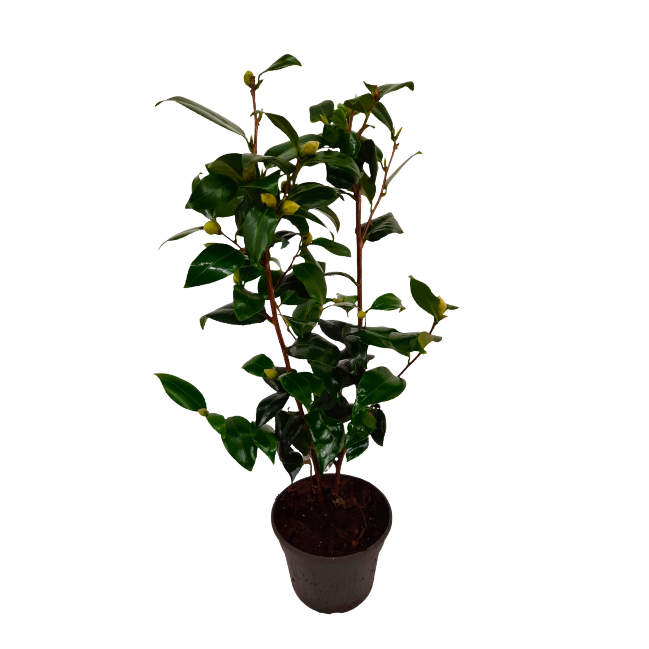 Camelie japoneză - Camellia japonica 'Brush Field' - Înălţime 50-60cm - ⌀15cm