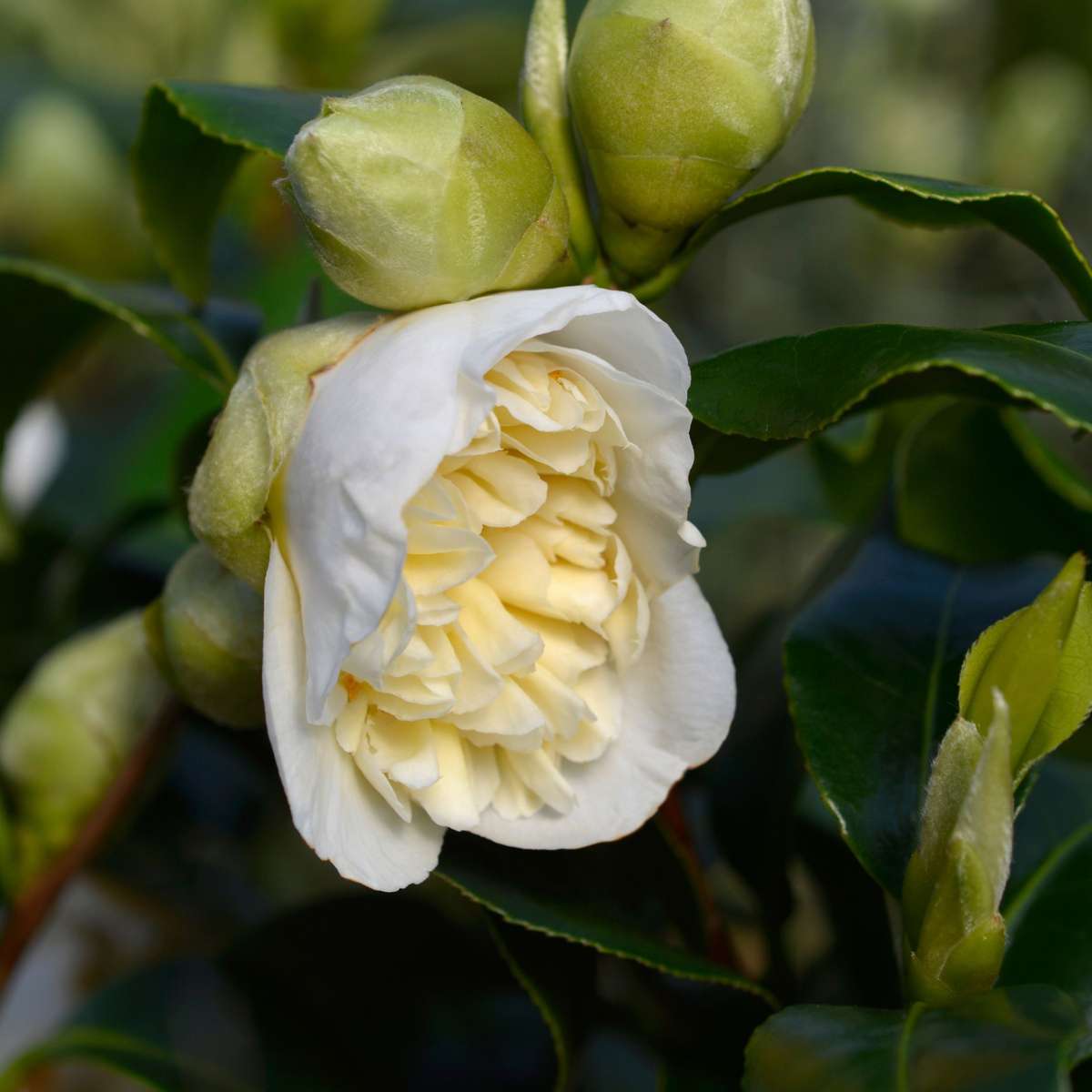 Camelie japoneză - 2 buc - Camellia japonica 'Brush Field' - În. 50-60cm - ⌀15cm