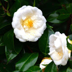 Camelie japoneză - 2 buc - Camellia japonica 'Brush Field' - În. 50-60cm - ⌀15cm