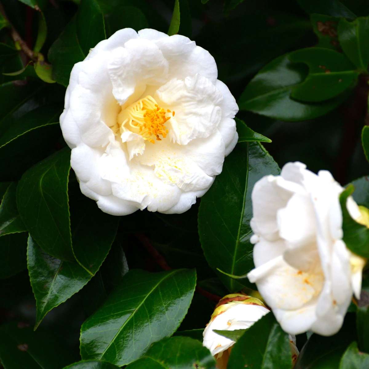Camelie japoneză - 2 buc - Camellia japonica 'Brush Field' - În. 50-60cm - ⌀15cm