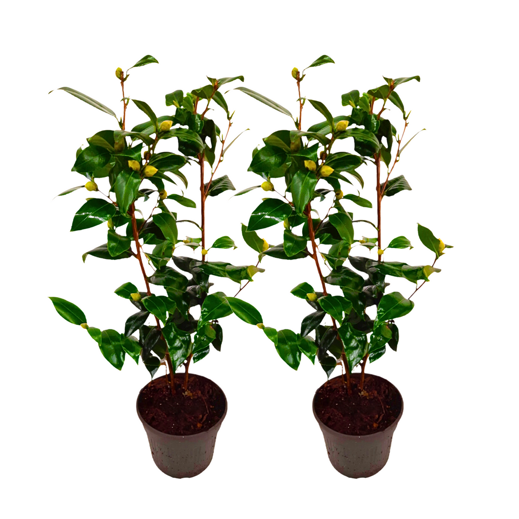 Camelie japoneză - 2 buc - Camellia japonica 'Brush Field' - În. 50-60cm - ⌀15cm