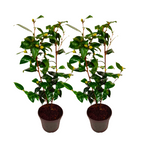 Camelie japoneză - 2 buc - Camellia japonica 'Brush Field' - În. 50-60cm - ⌀15cm