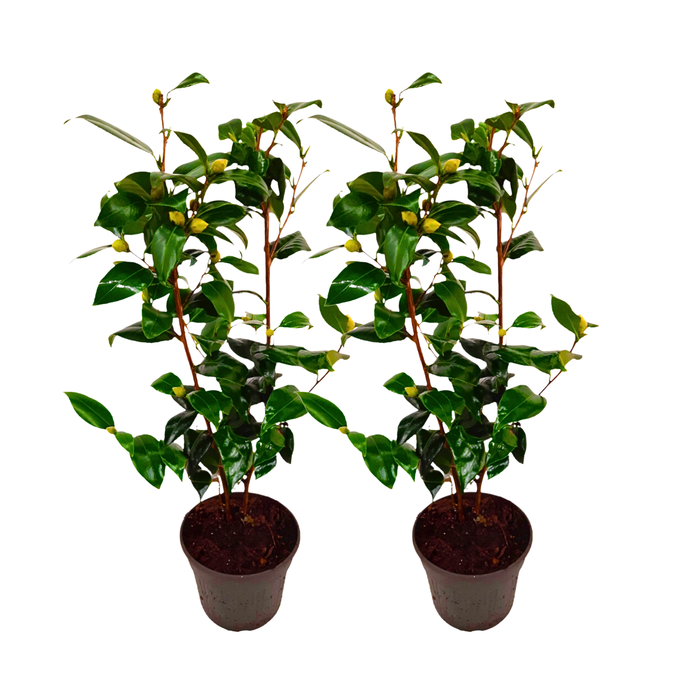 Camelie japoneză - 2 buc - Camellia japonica 'Brush Field' - În. 50-60cm - ⌀15cm