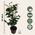 Camelie japoneză - 2 buc - Camellia japonica 'Brush Field' - În. 50-60cm - ⌀15cm