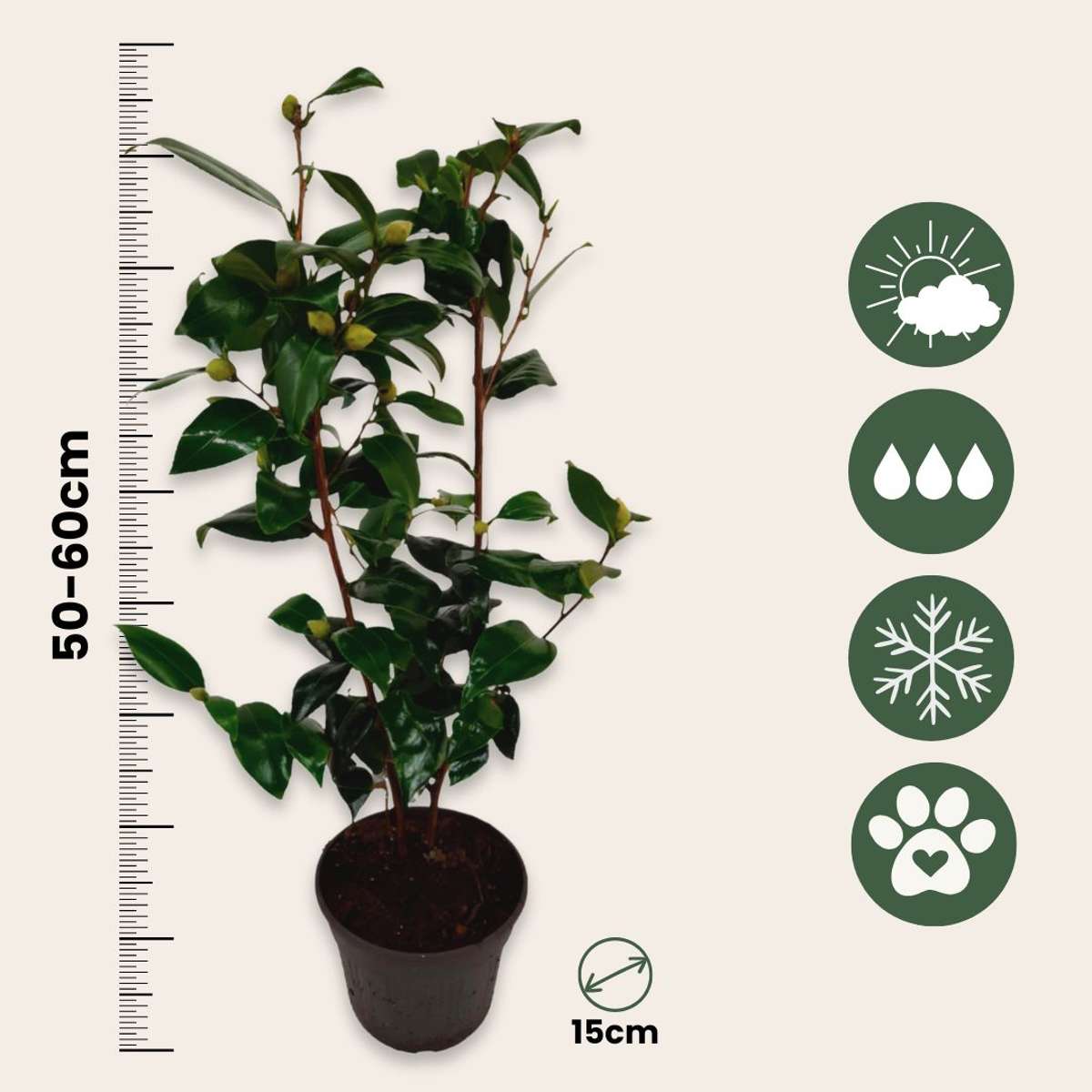 Camelie japoneză - 2 buc - Camellia japonica 'Brush Field' - În. 50-60cm - ⌀15cm