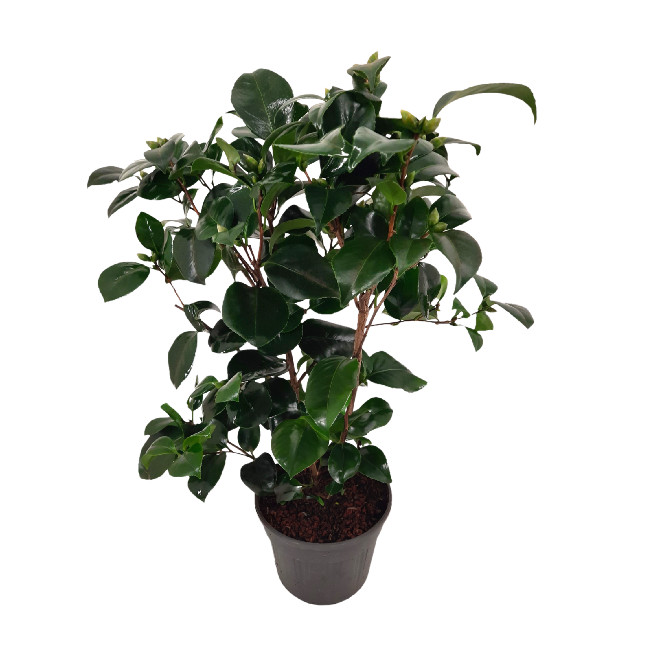 Camelie japoneză - Camellia japonica 'Lady Campbell' - Înălţime 50-60cm - ⌀15cm