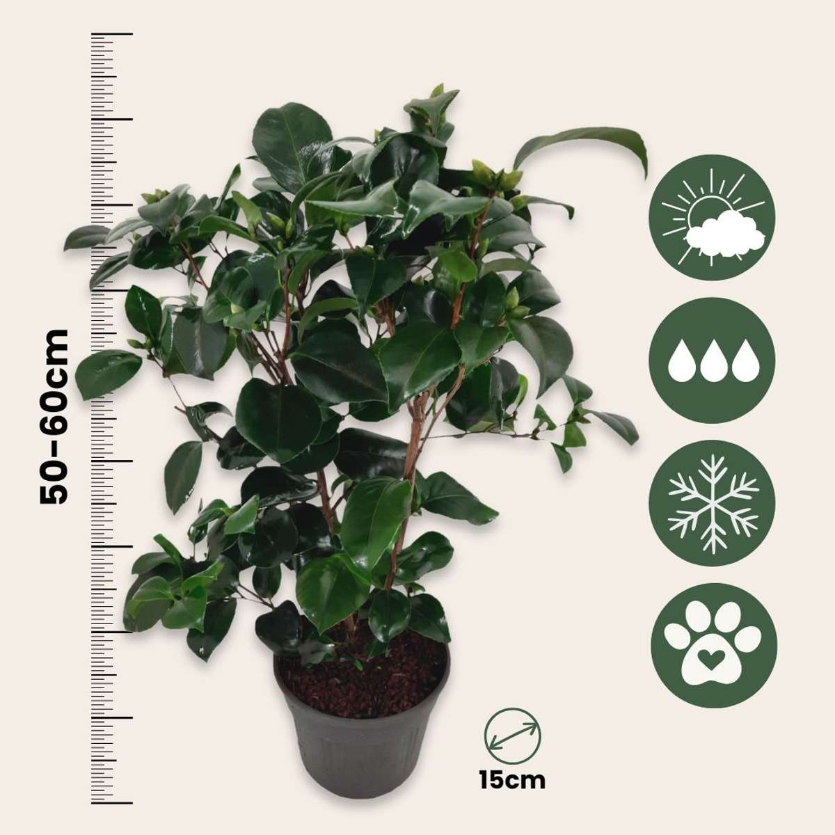 Camelie japoneză - Camellia japonica 'Lady Campbell' - Înălţime 50-60cm - ⌀15cm