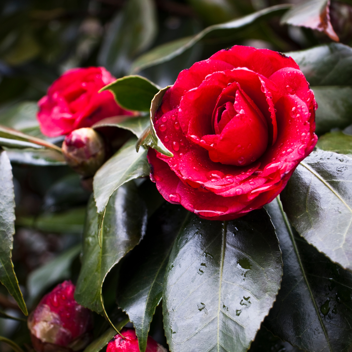Camelie japoneză - 2 buc - Camellia 'Lady Campbell' - Înălţime 50-60cm - ⌀15cm