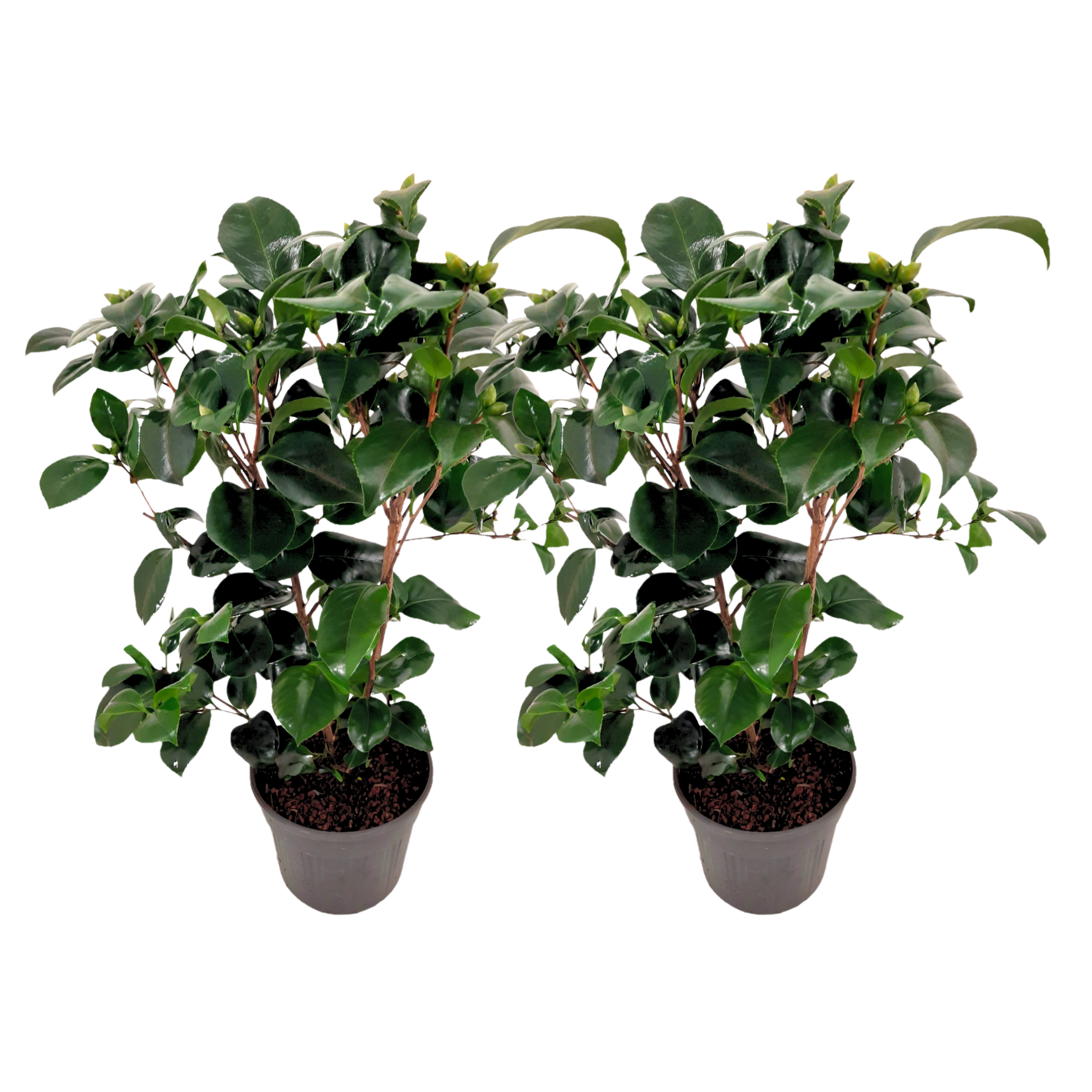 Camelie japoneză - 2 buc - Camellia 'Lady Campbell' - Înălţime 50-60cm - ⌀15cm