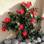 Camelie japoneză - 2 buc - Camellia 'Lady Campbell' - Înălţime 50-60cm - ⌀15cm