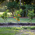Lămâi - 6 buc - Citrus limon - Înălţime 25-40cm - ⌀9cm