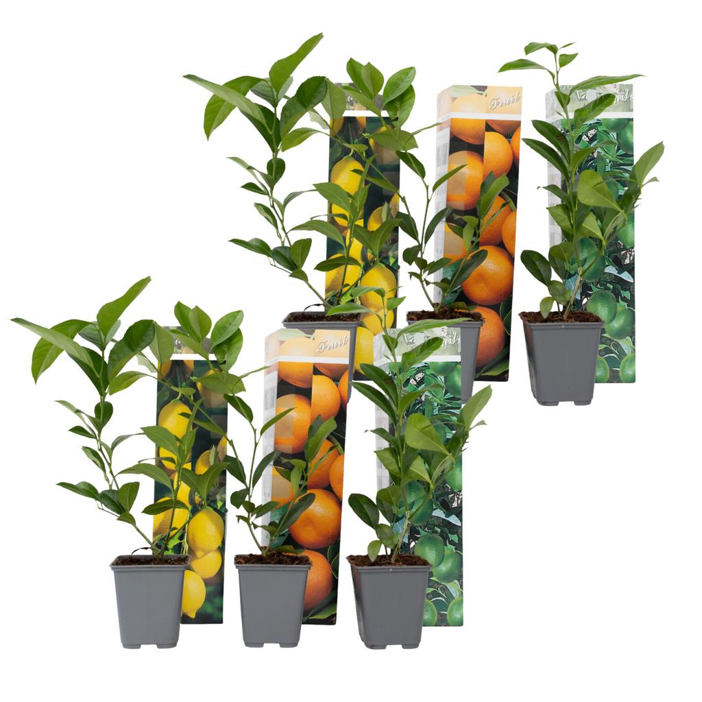Lămâi - 6 buc - Citrus limon - Înălţime 25-40cm - ⌀9cm