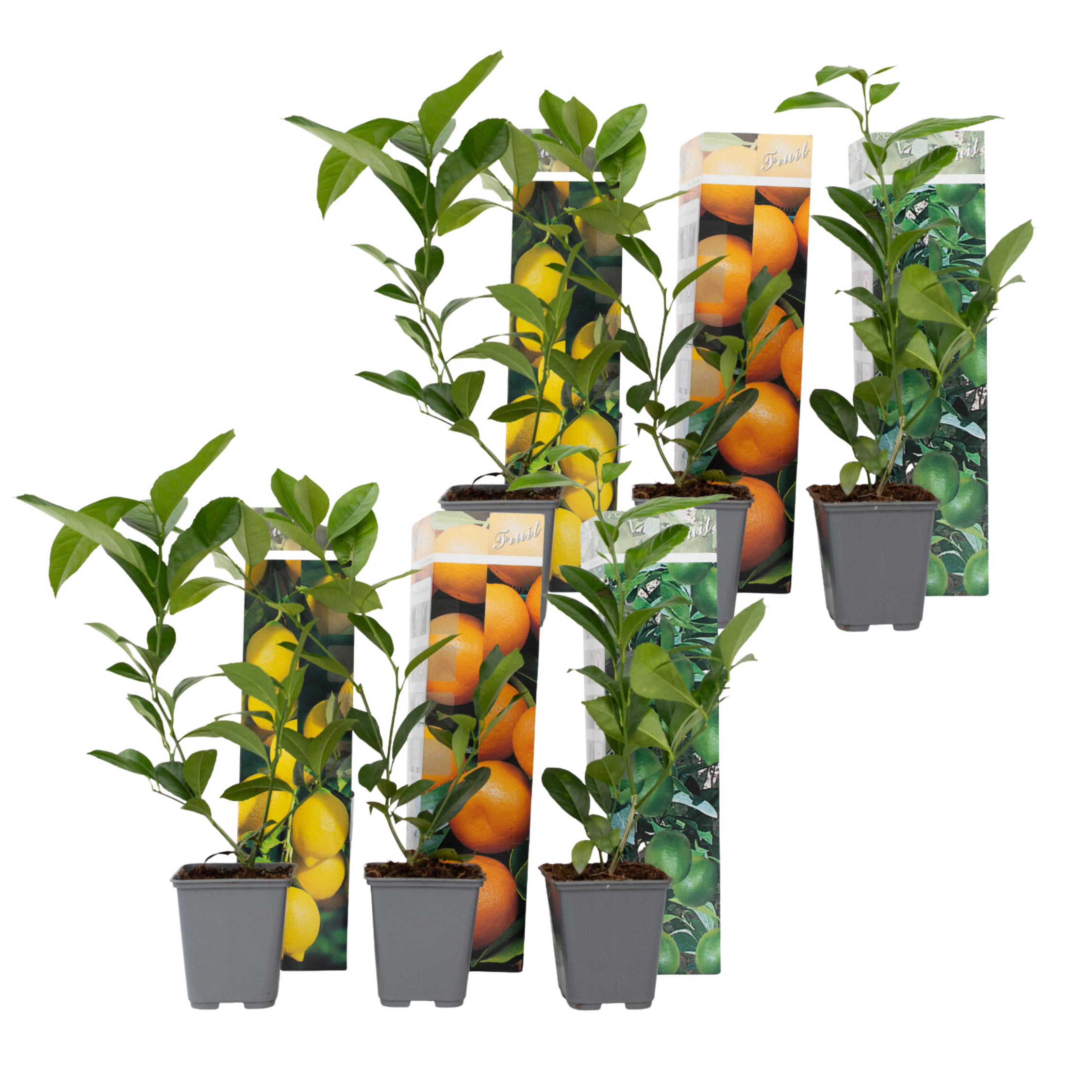 Lămâi - 6 buc - Citrus limon - Înălţime 25-40cm - ⌀9cm