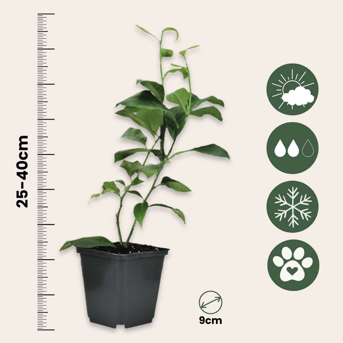 Lămâi - 6 buc - Citrus limon - Înălţime 25-40cm - ⌀9cm