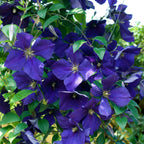 Clematită - 3 buc - Clematis hybrid - Înălţime 25-40cm - ⌀9cm
