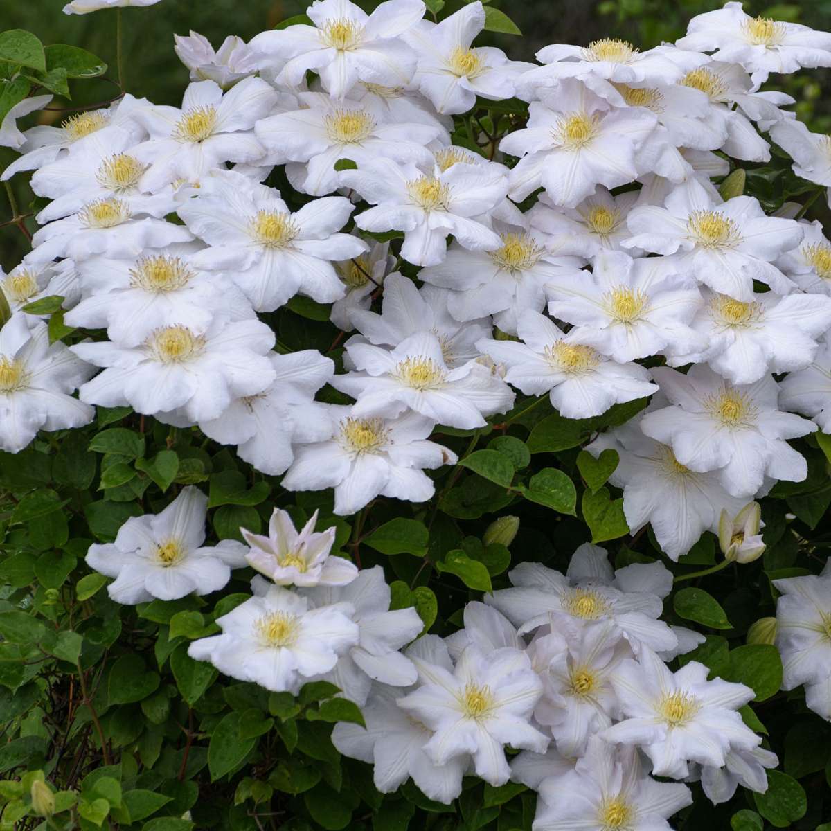 Clematită - 3 buc - Clematis hybrid - Înălţime 25-40cm - ⌀9cm