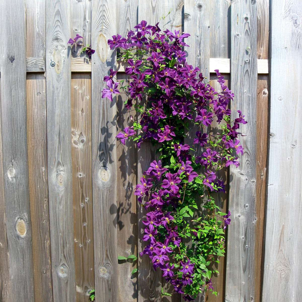 Clematită - 3 buc - Clematis hybrid - Înălţime 25-40cm - ⌀9cm