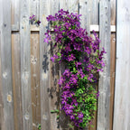 Clematită - 3 buc - Clematis hybrid - Înălţime 25-40cm - ⌀9cm