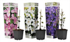 Clematită - 3 buc - Clematis hybrid - Înălţime 25-40cm - ⌀9cm
