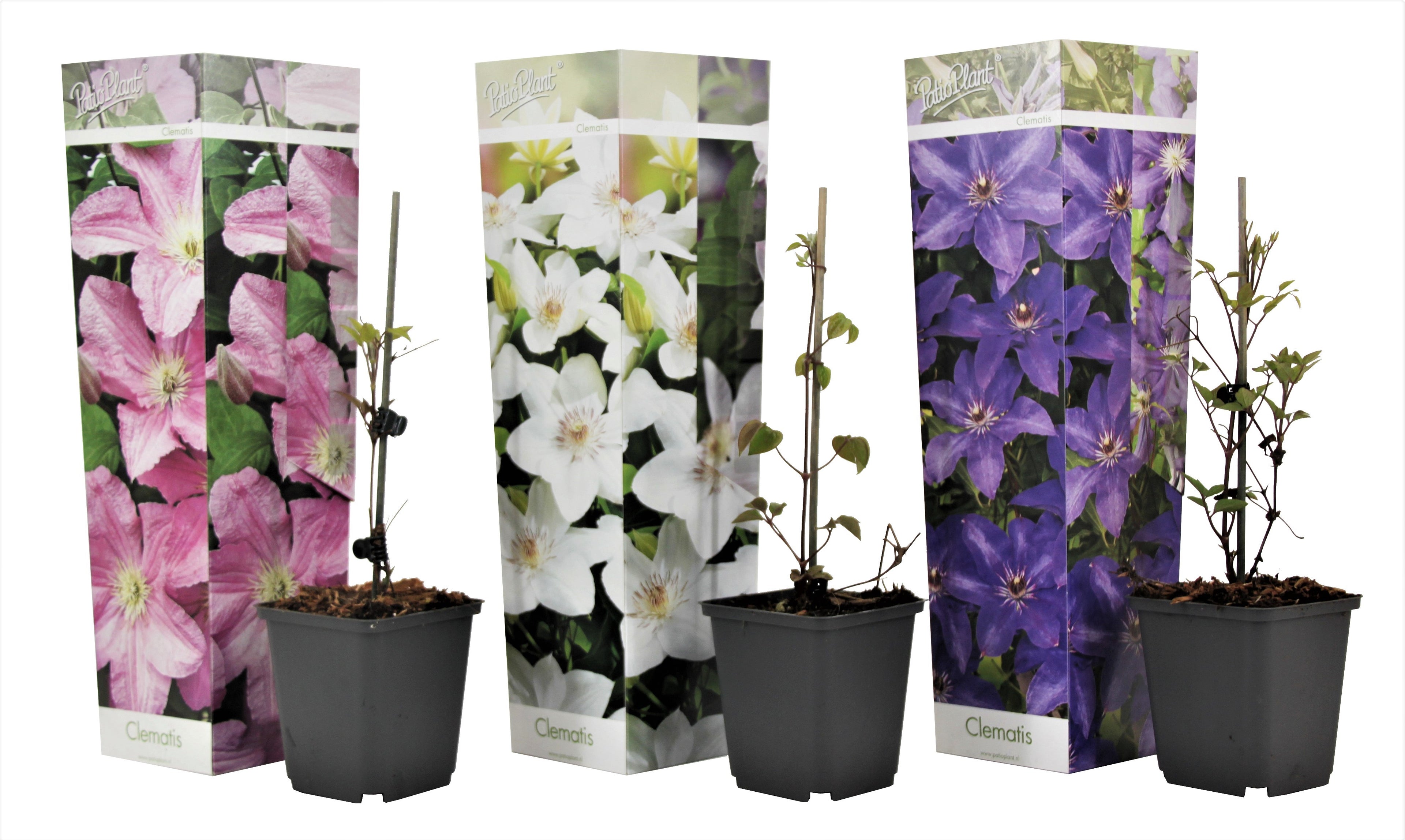 Clematită - 3 buc - Clematis hybrid - Înălţime 25-40cm - ⌀9cm