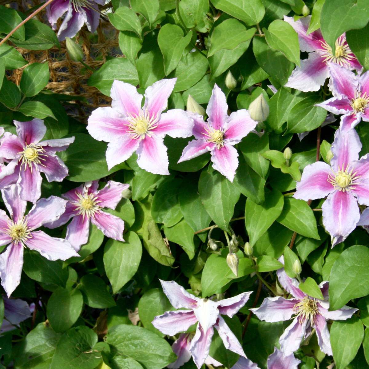 Clematită - 6 buc - Clematis hybrid - Înălţime 25-40cm - ⌀9cm