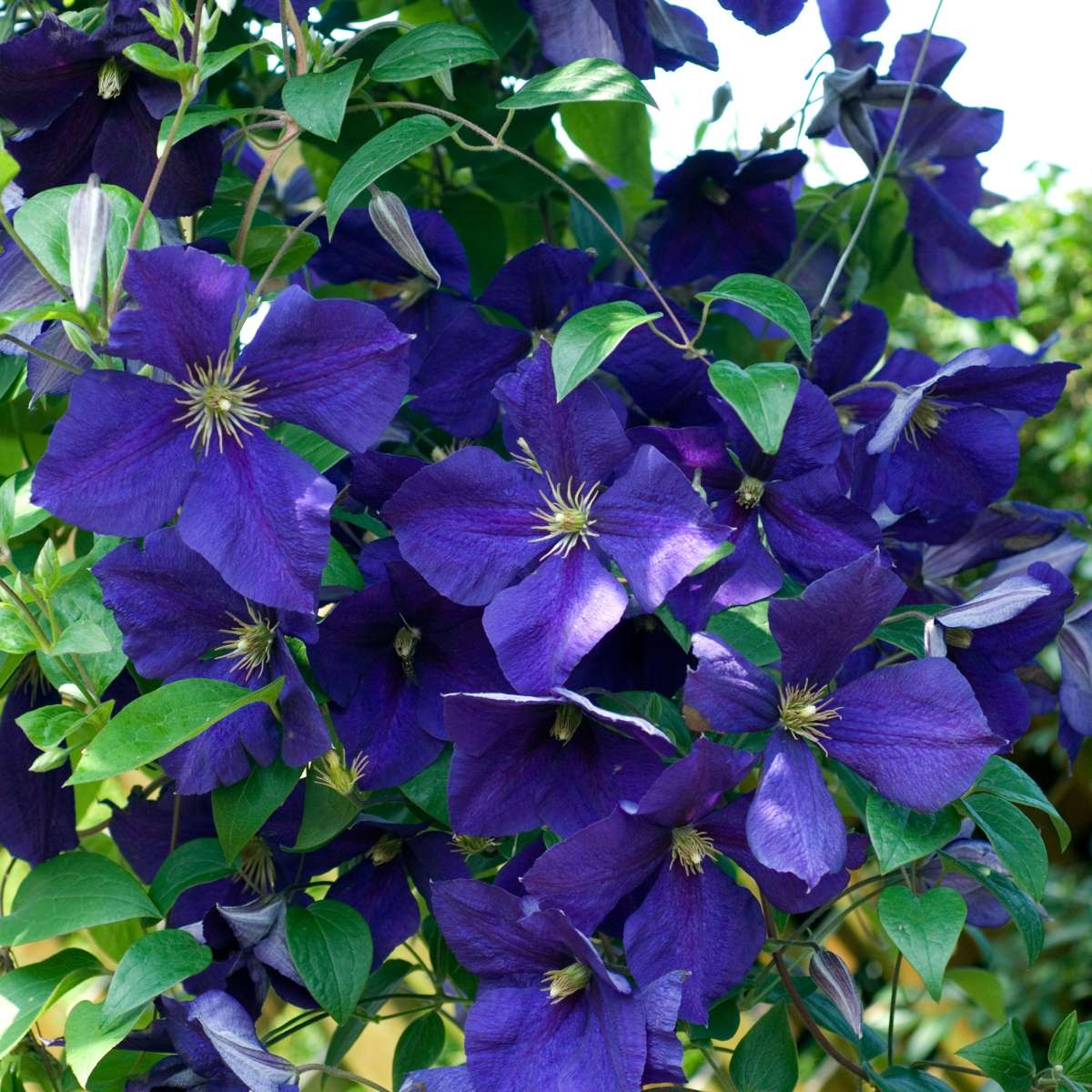 Clematită - 6 buc - Clematis hybrid - Înălţime 25-40cm - ⌀9cm