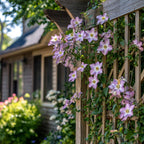 Clematită - 6 buc - Clematis hybrid - Înălţime 25-40cm - ⌀9cm