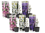 Clematită - 6 buc - Clematis hybrid - Înălţime 25-40cm - ⌀9cm