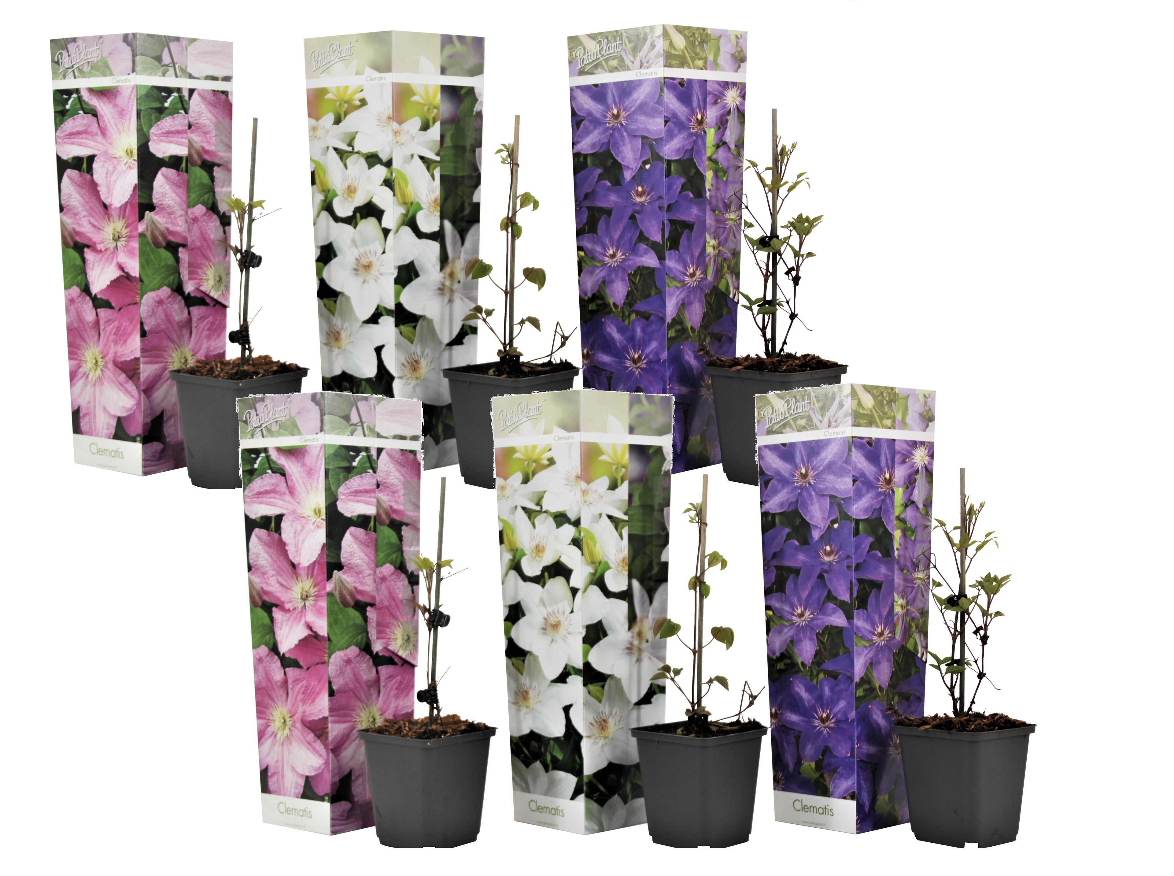 Clematită - 6 buc - Clematis hybrid - Înălţime 25-40cm - ⌀9cm