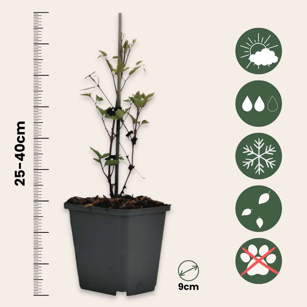 Clematită - 6 buc - Clematis hybrid - Înălţime 25-40cm - ⌀9cm