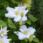Clematită - 3 buc - Clematis hybrid 'Mme Le Coultre' - Înălţime 25-40cm - ⌀9cm