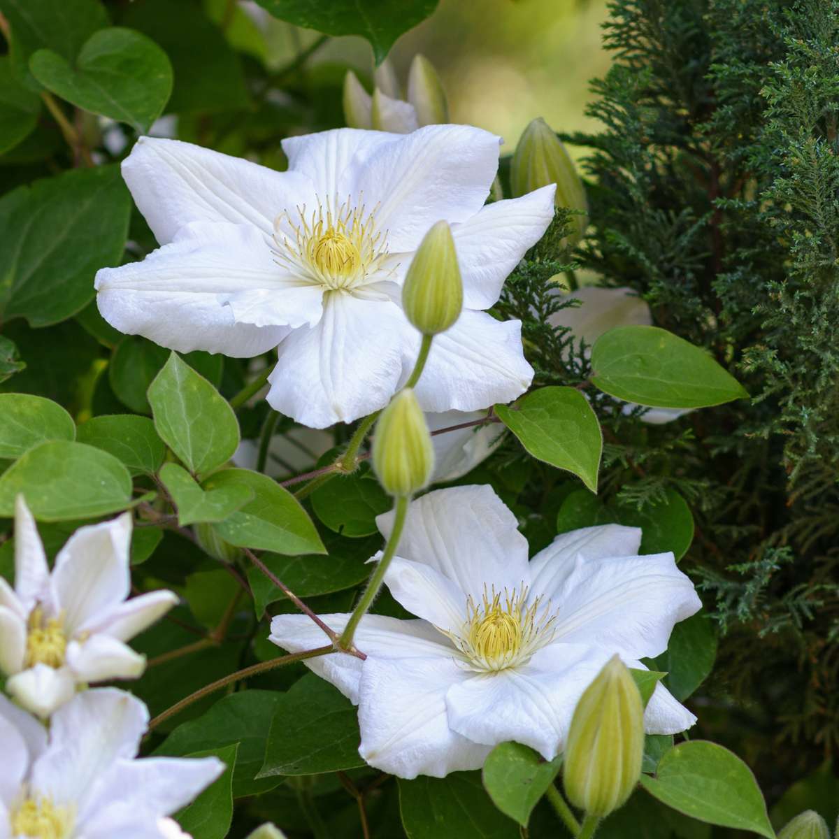 Clematită - 3 buc - Clematis hybrid 'Mme Le Coultre' - Înălţime 25-40cm - ⌀9cm