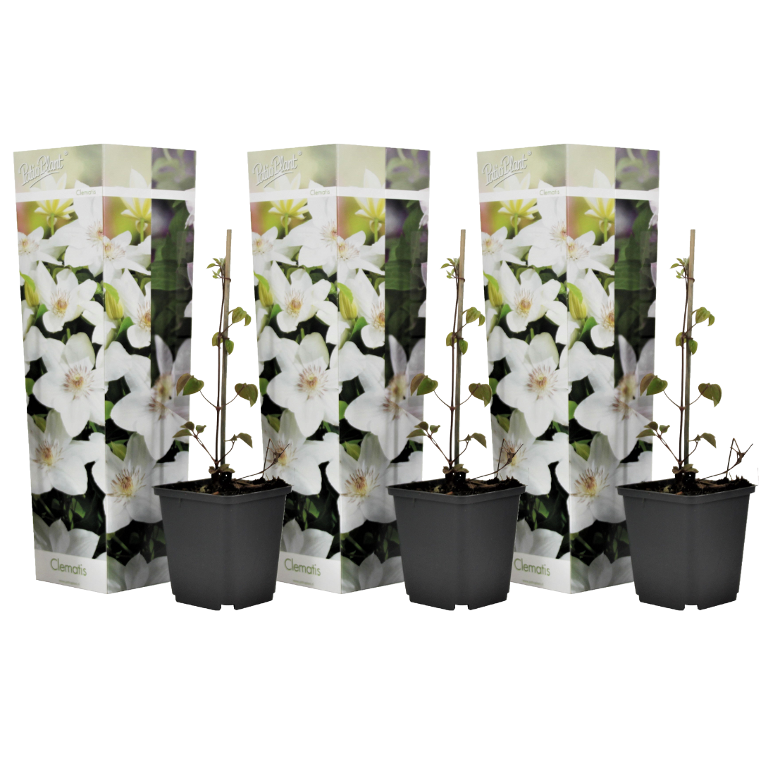 Clematită - 3 buc - Clematis hybrid 'Mme Le Coultre' - Înălţime 25-40cm - ⌀9cm