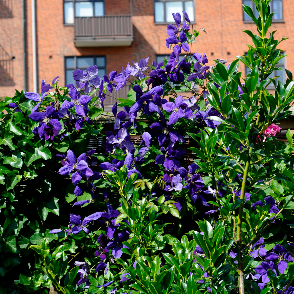 Clematită - 3 buc - Clematis 'The President' - Înălţime 25-40cm - ⌀9cm
