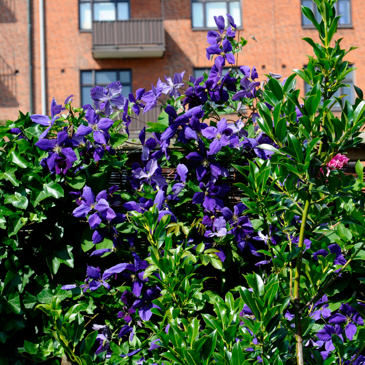 Clematită - 3 buc - Clematis 'The President' - Înălţime 25-40cm - ⌀9cm