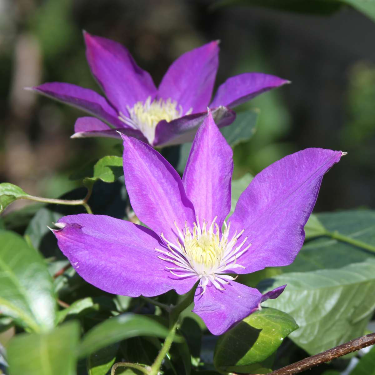 Clematită - 3 buc - Clematis 'The President' - Înălţime 25-40cm - ⌀9cm