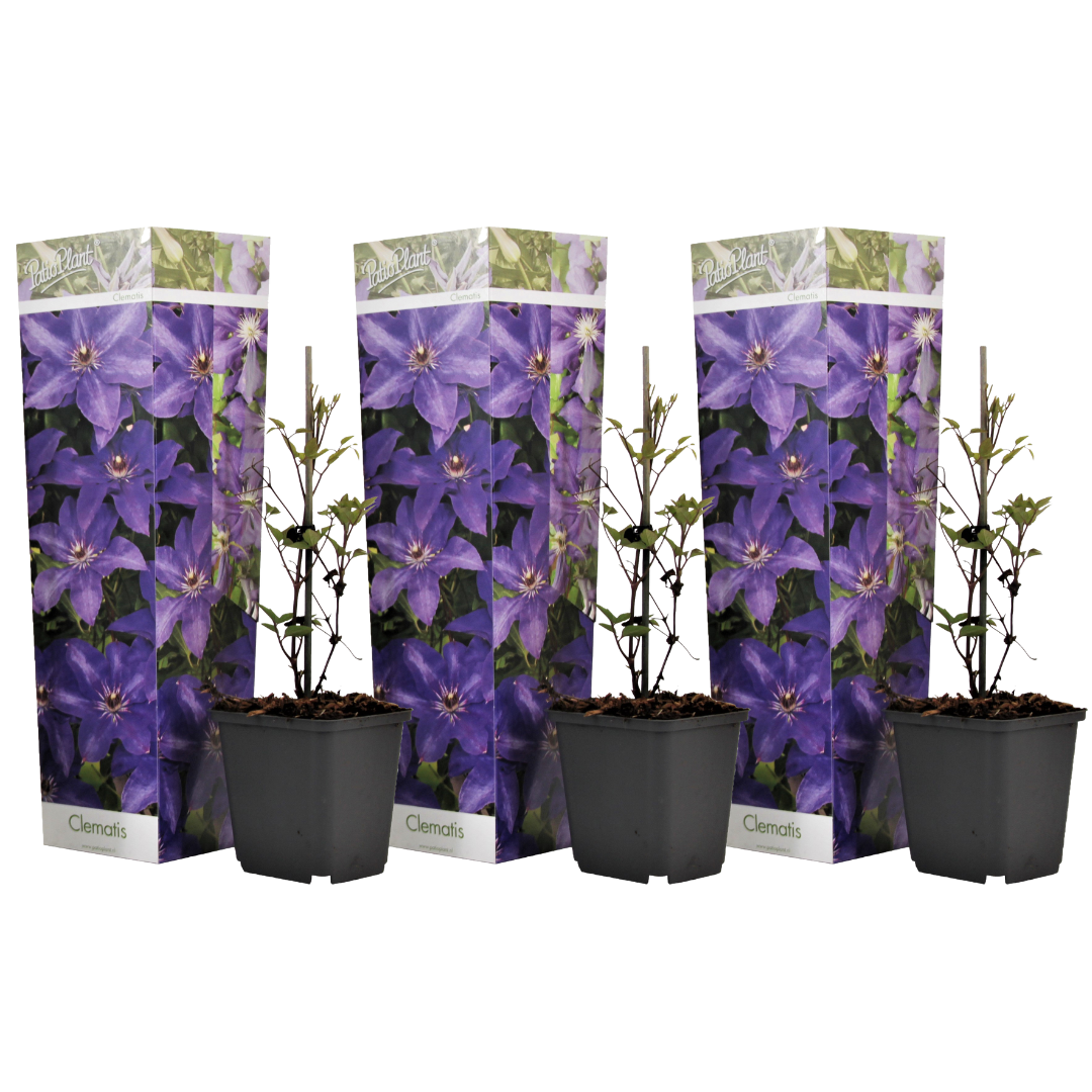 Clematită - 3 buc - Clematis 'The President' - Înălţime 25-40cm - ⌀9cm