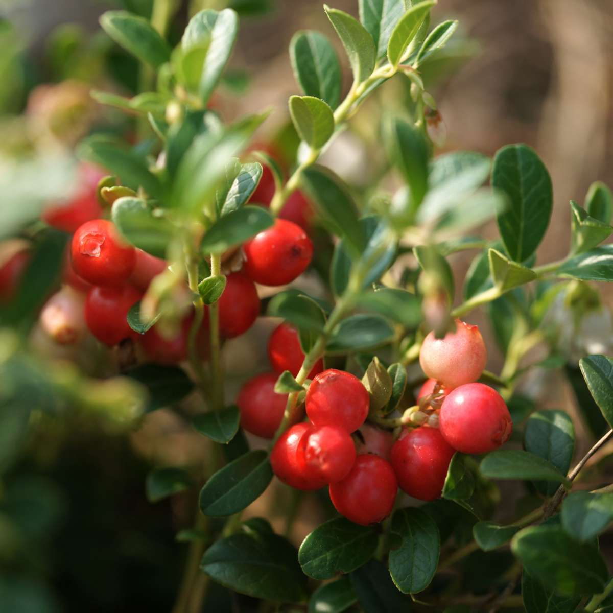 Afin american - 3 buc - Vaccinium macrocarpon 'Cranberry' - În. 10-20cm - ⌀9cm