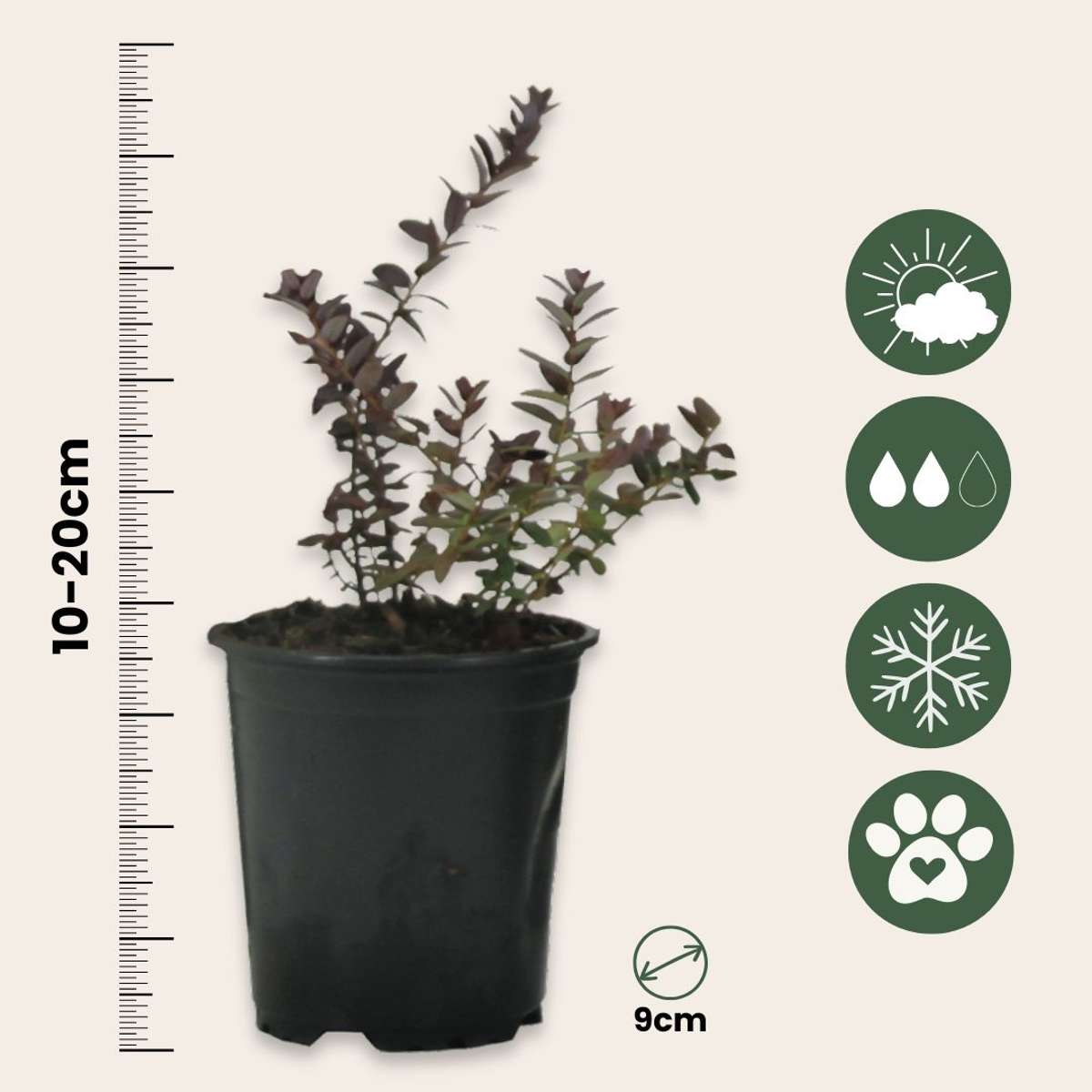 Afin american - 3 buc - Vaccinium macrocarpon 'Cranberry' - În. 10-20cm - ⌀9cm