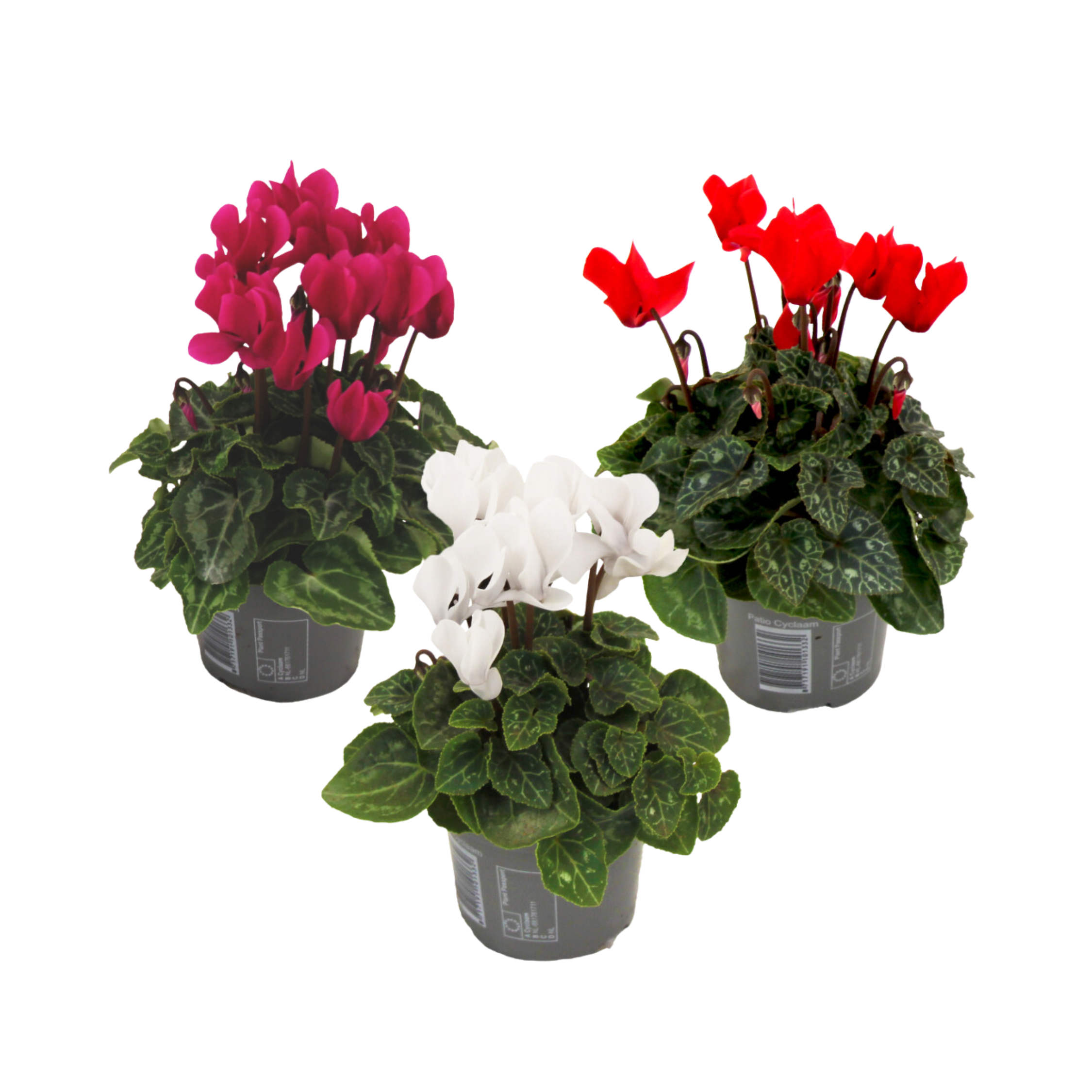 Ciclamen persan - 3 buc - Cyclamen persicum - Înălţime 10-20cm - ⌀9cm