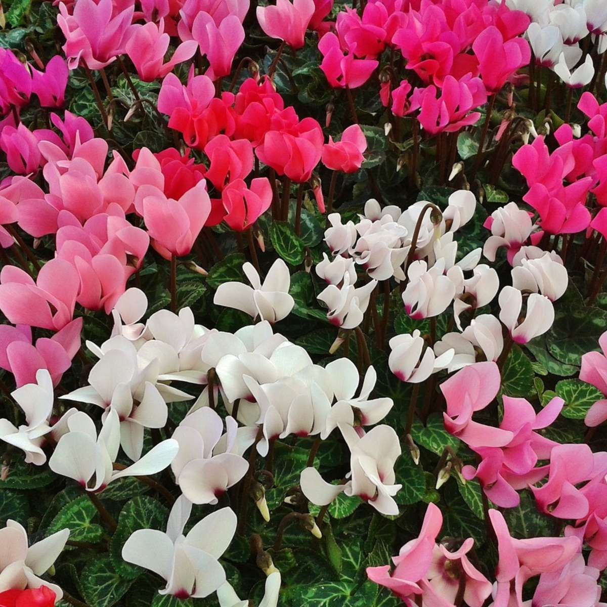 Ciclamen persan - 6 buc - Cyclamen persicum - Înălţime 10-20cm - ⌀9cm