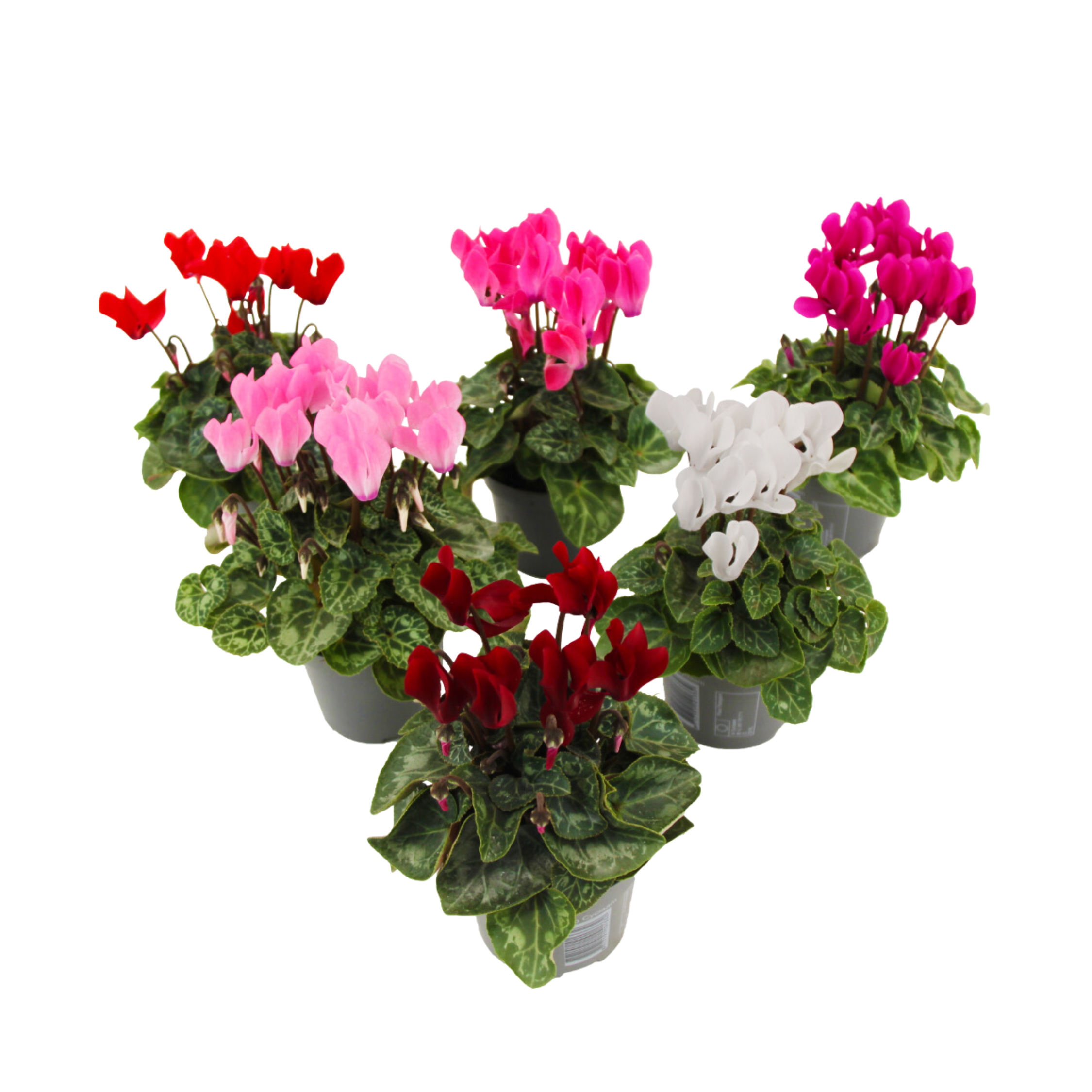 Ciclamen persan - 6 buc - Cyclamen persicum - Înălţime 10-20cm - ⌀9cm