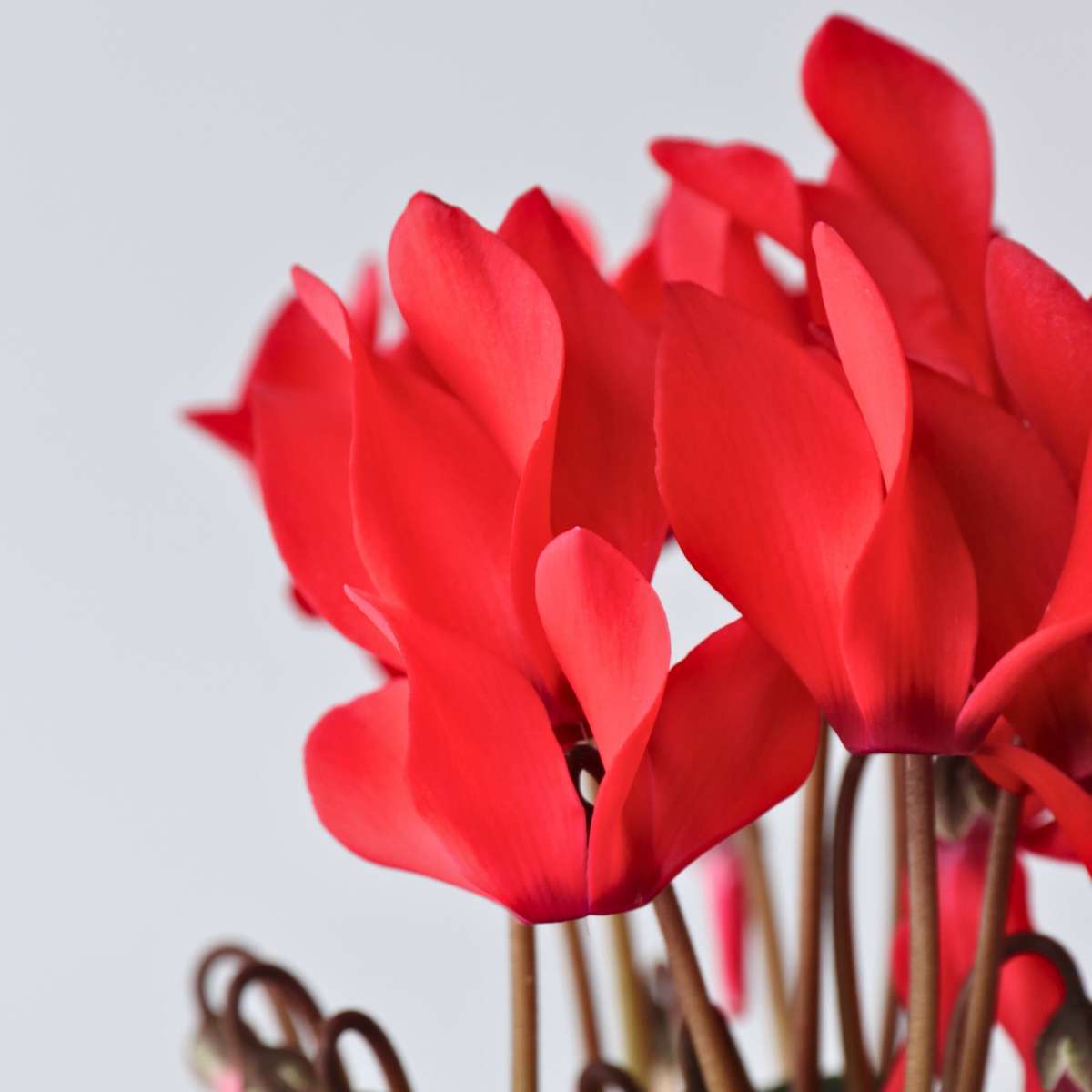 Ciclamen persan - 3 buc - Cyclamen 'Winfall Scarlet' - Înălţime 10-20cm - ⌀9cm