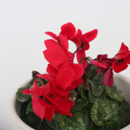 Ciclamen persan - 3 buc - Cyclamen 'Winfall Scarlet' - Înălţime 10-20cm - ⌀9cm
