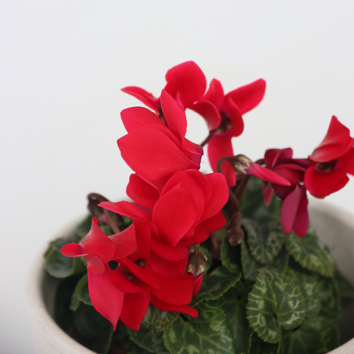 Ciclamen persan - 3 buc - Cyclamen 'Winfall Scarlet' - Înălţime 10-20cm - ⌀9cm
