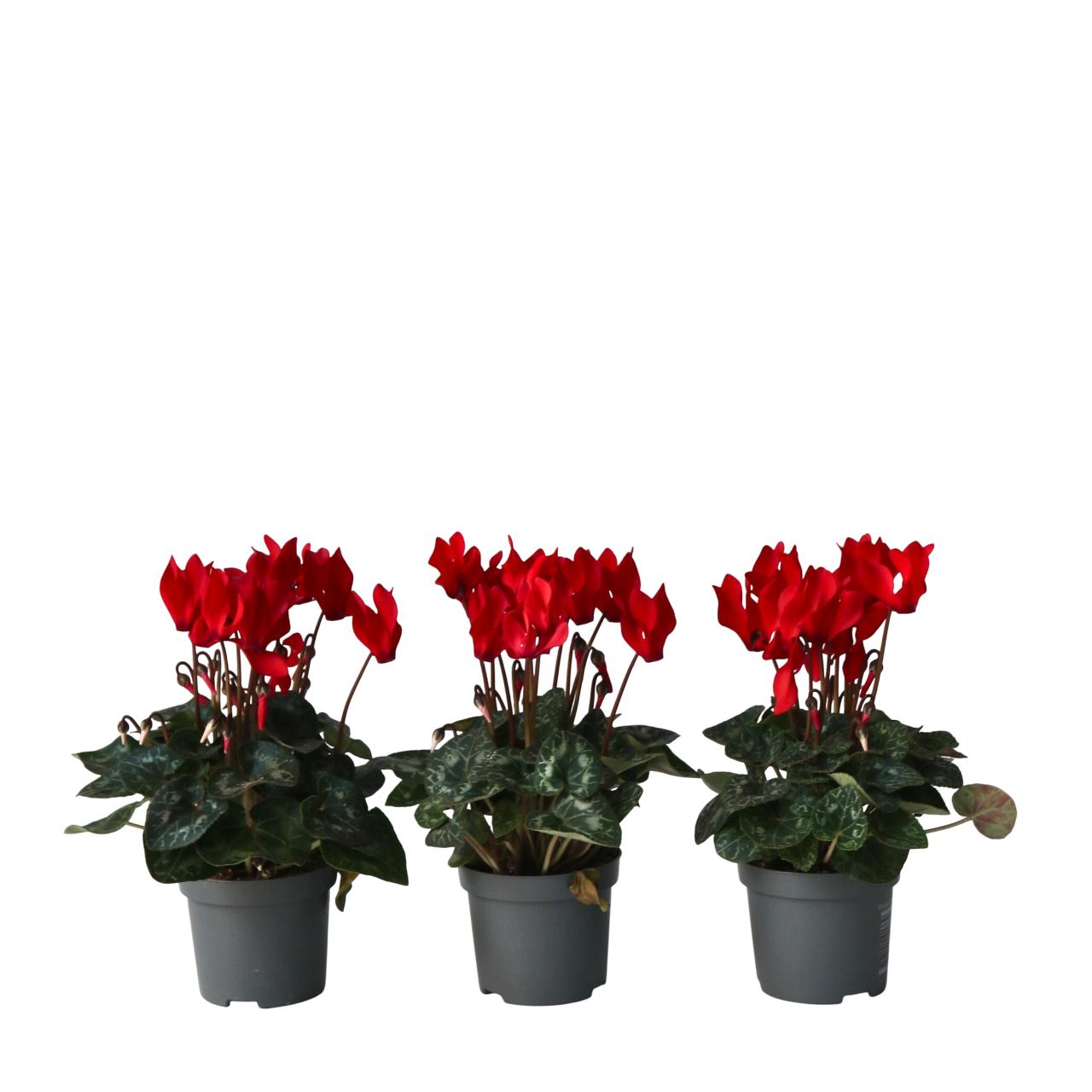 Ciclamen persan - 3 buc - Cyclamen 'Winfall Scarlet' - Înălţime 10-20cm - ⌀9cm