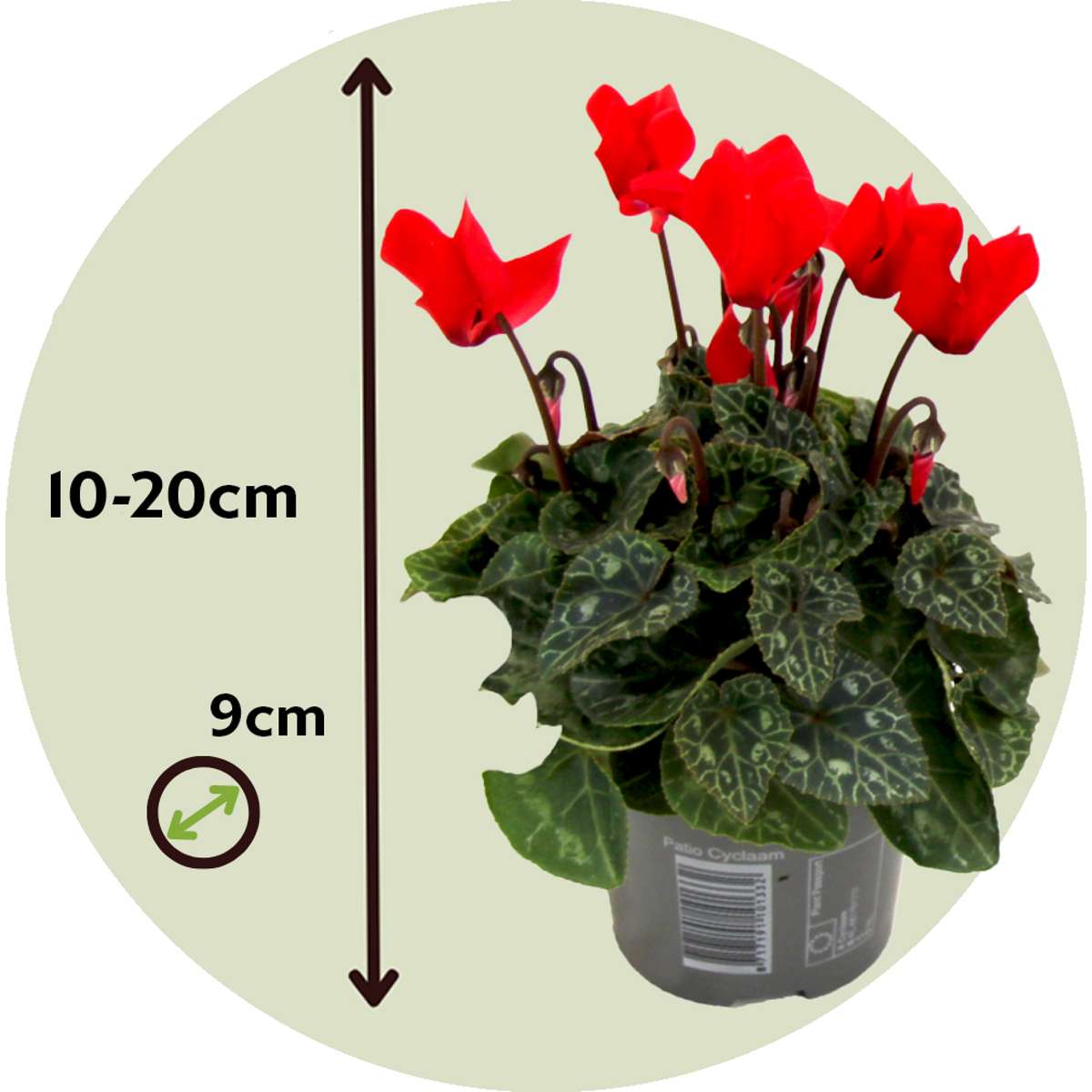 Ciclamen persan - 3 buc - Cyclamen 'Winfall Scarlet' - Înălţime 10-20cm - ⌀9cm