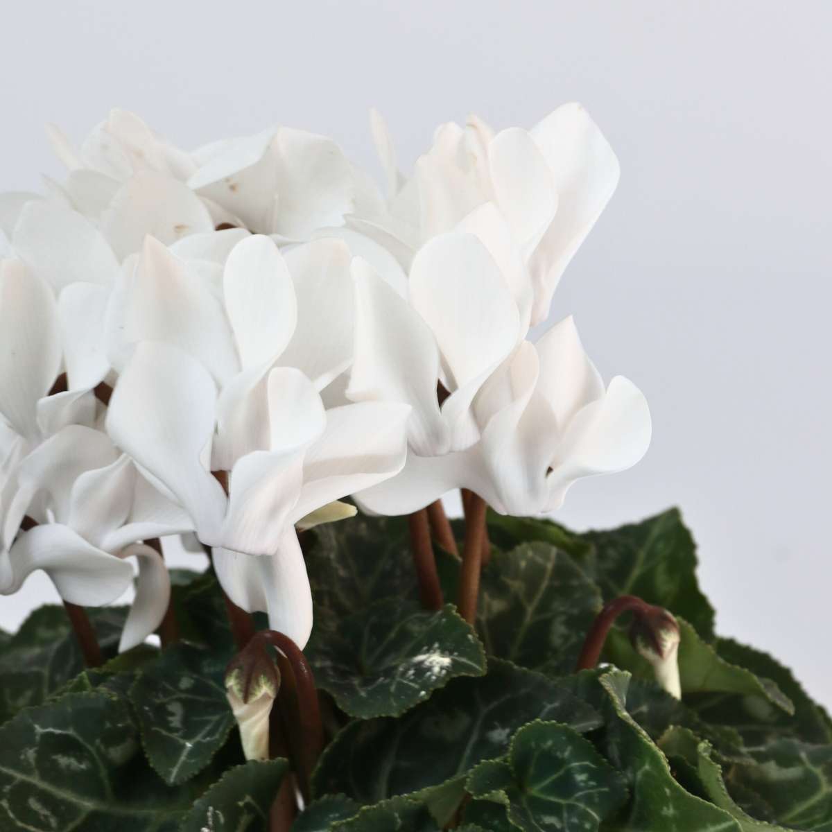 Ciclamen persan - 3 buc - Cyclamen persicum 'Metis White' - În. 10-20cm - ⌀9cm