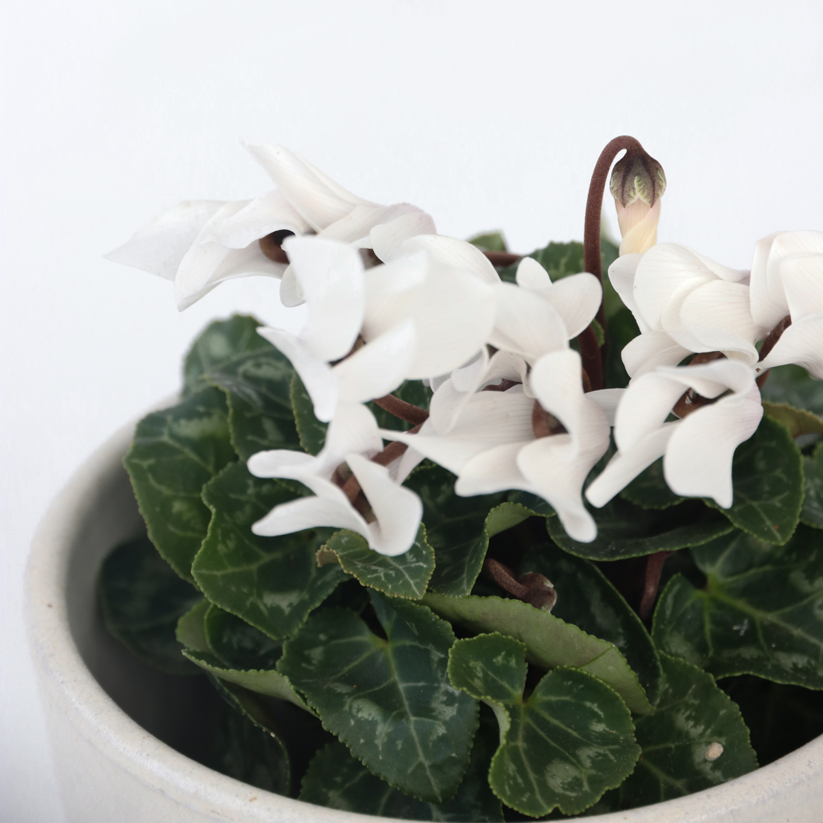 Ciclamen persan - 3 buc - Cyclamen persicum 'Metis White' - În. 10-20cm - ⌀9cm