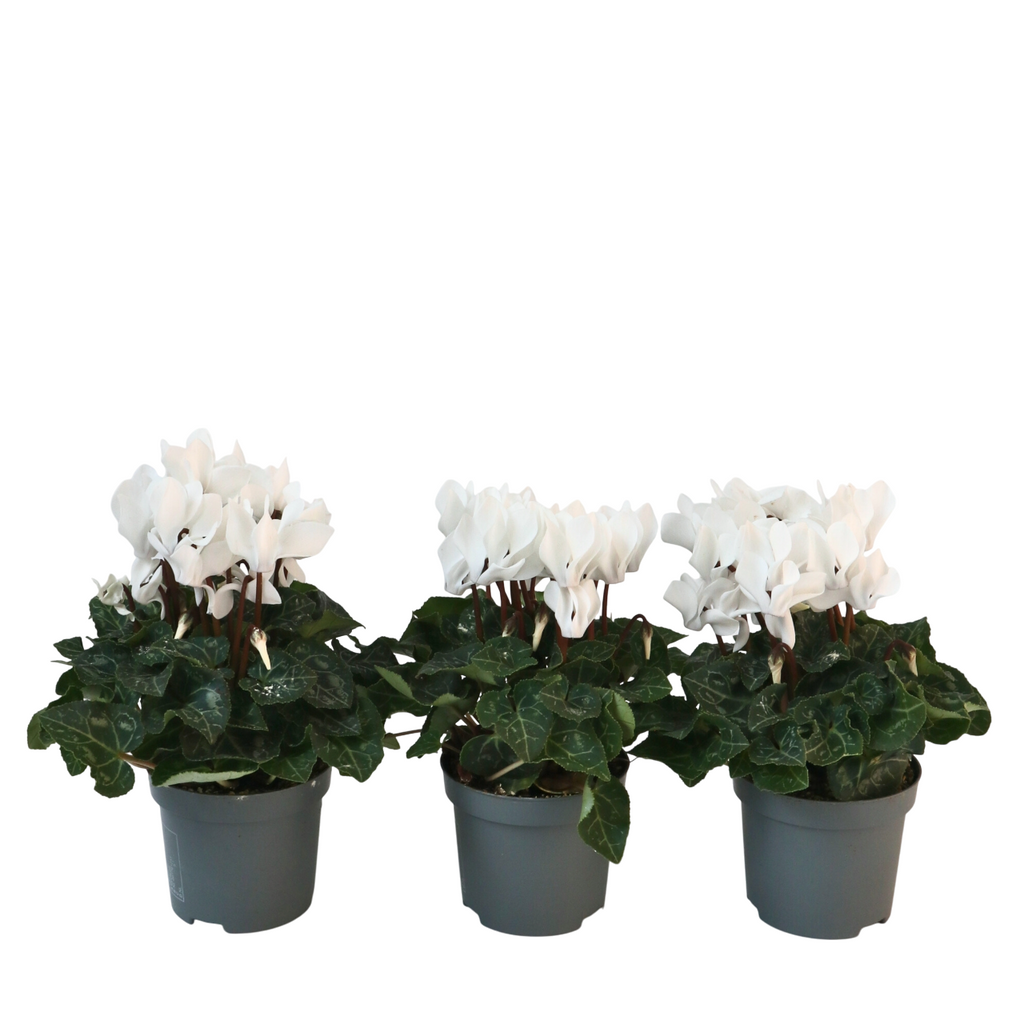 Ciclamen persan - 3 buc - Cyclamen persicum 'Metis White' - În. 10-20cm - ⌀9cm